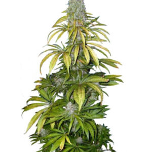 Chrystal fem (Nirvana Seeds) семена конопли