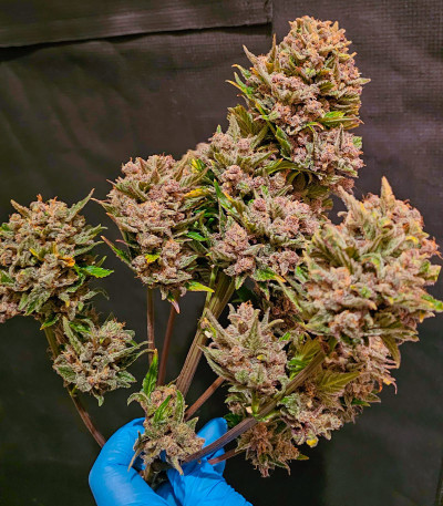Diablo Rojo XL Auto fem (Sweet Seeds) семена конопли — изображение 4