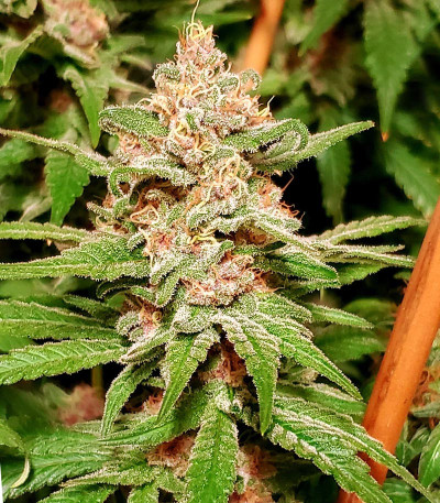 Gelato fem (Nirvana Seeds) семена конопли — изображение 4