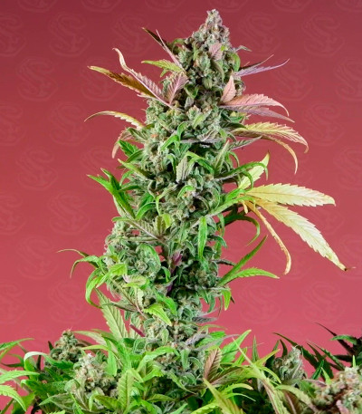 Jealousy Z XL Auto fem (Sweet Seeds) семена конопли — изображение 4