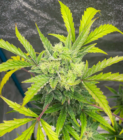 Jealousy Z XL Auto fem (Sweet Seeds) семена конопли — изображение 6