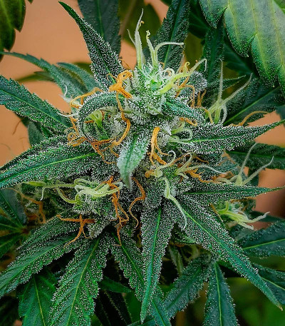 Jealousy Z XL Auto fem (Sweet Seeds) семена конопли — изображение 3