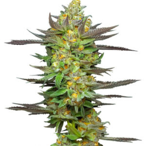 Mint Jelly Auto fem (Humboldt Seed Company) семена конопли