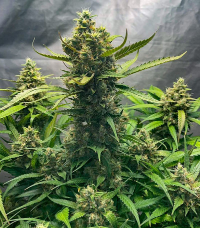 Papaya Zoap Auto fem (Sweet Seeds) семена конопли — изображение 4