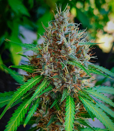 Papaya Zoap F1 Fast Version fem (Sweet Seeds) семена конопли — изображение 3