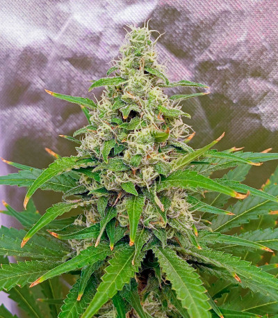 Papaya Zoap F1 Fast Version fem (Sweet Seeds) семена конопли — изображение 4