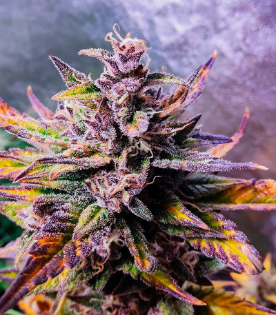 Purple Punch OG XL Auto fem (Sweet Seeds) семена конопли — изображение 3