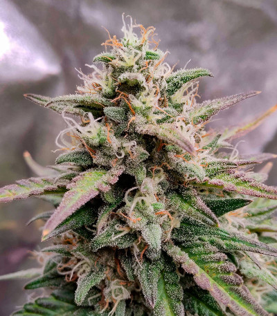 Purple Punch OG XL Auto fem (Sweet Seeds) семена конопли — изображение 5