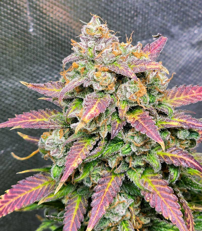 Sweet Zenzation XL Auto fem (Sweet Seeds) семена конопли — изображение 5