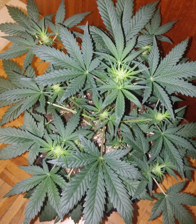 La Diva Auto fem (Delicious Seeds) семена конопли — изображение 3
