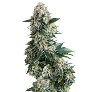 Auto New York City fem (Pyramid Seeds) семена конопли