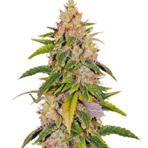 Bruce Banner #3 Auto fem (Herbies Seeds) семена конопли