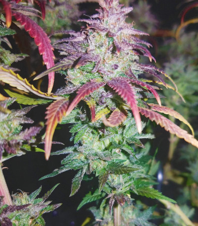 Chocobang fem (Delicious Seeds) семена конопли — изображение 3