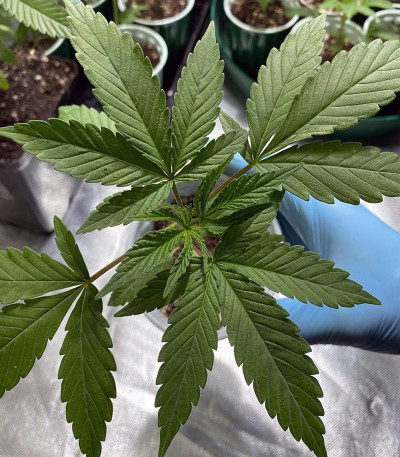Chocobang fem (Delicious Seeds) семена конопли — изображение 5