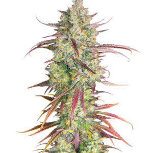 Frostbanger Auto fem (FastBuds) семена конопли
