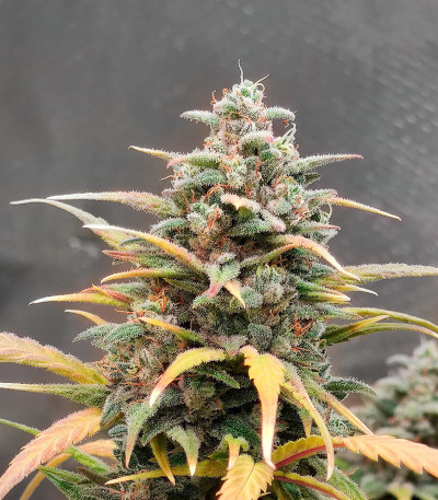 Gelato Auto fem (Herbies Seeds) семена конопли — изображение 4