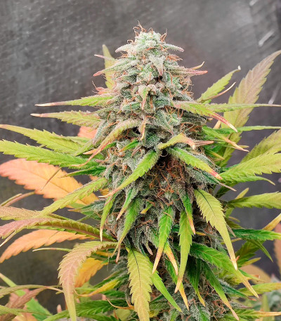 Gelato Auto fem (Herbies Seeds) семена конопли — изображение 5