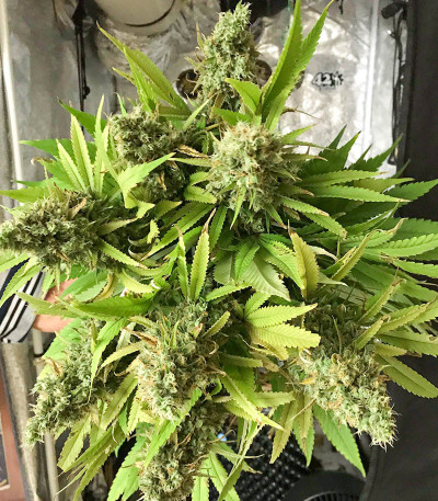 Godzilla Original Glue GG#4 (Godzilla Glue #4) fem (Herbies Seeds) семена конопли — изображение 3