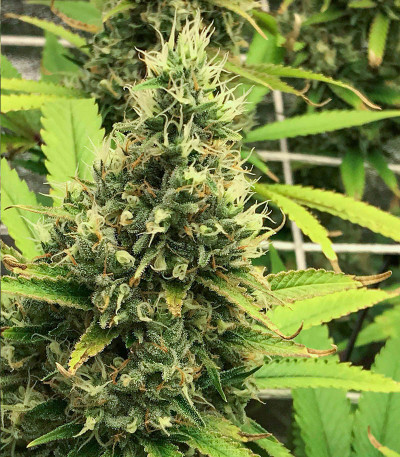 Godzilla Original Glue GG#4 (Godzilla Glue #4) fem (Herbies Seeds) семена конопли — изображение 4