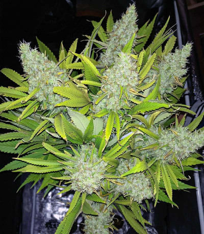 Godzilla Original Glue GG#4 (Godzilla Glue #4) fem (Herbies Seeds) семена конопли — изображение 5
