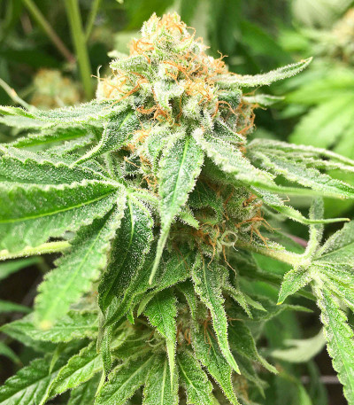 Godzilla Original Glue GG#4 (Godzilla Glue #4) fem (Herbies Seeds) семена конопли — изображение 7