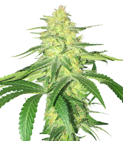 Godzilla Original Glue GG#4 (Godzilla Glue #4) fem (Herbies Seeds) семена конопли