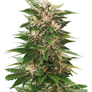 Kaya 47 fem (Advanced Seeds) семена конопли