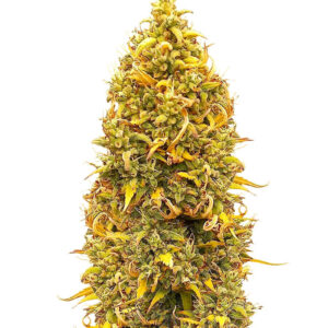 Orange Buddy Auto fem (Herbies Seeds) семена конопли