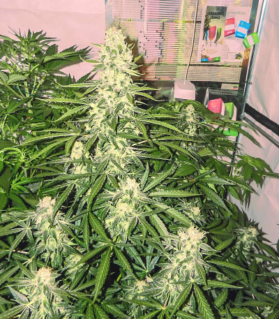 Royal Gorilla Automatic fem (RQS) семена конопли — изображение 4