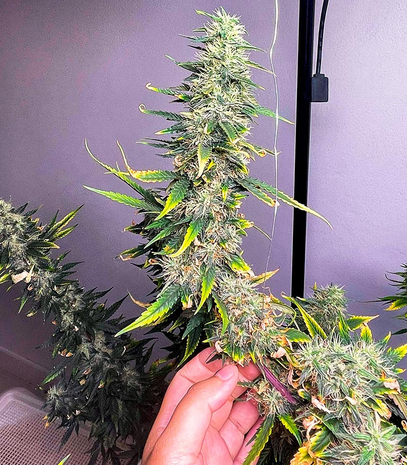 Sour Diesel Auto fem (Herbies Seeds) семена конопли — изображение 4