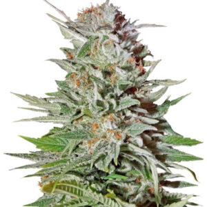 Super Lemon Haze Auto fem (GHS) семена конопли