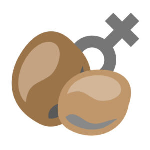 Феминизированные