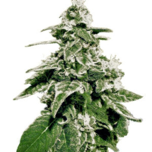 White Widow Auto fem (GHS) семена конопли