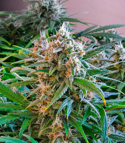 CBD Apple Betty Auto fem (Herbies Seeds) семена конопли — изображение 4