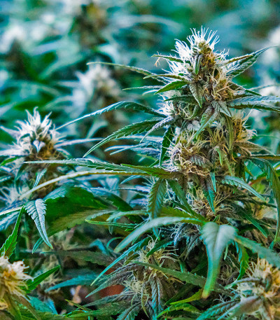 CBD Apple Betty Auto fem (Herbies Seeds) семена конопли — изображение 5