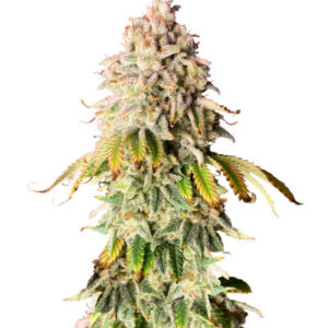 Frosted Guava fem (Original Sensible Seeds) семена конопли