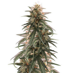 Strawberry Amnesia fem (Herbies Seeds) семена конопли