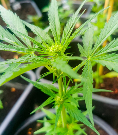 GMO Auto fem (Barney's Farm) семена конопли — изображение 4