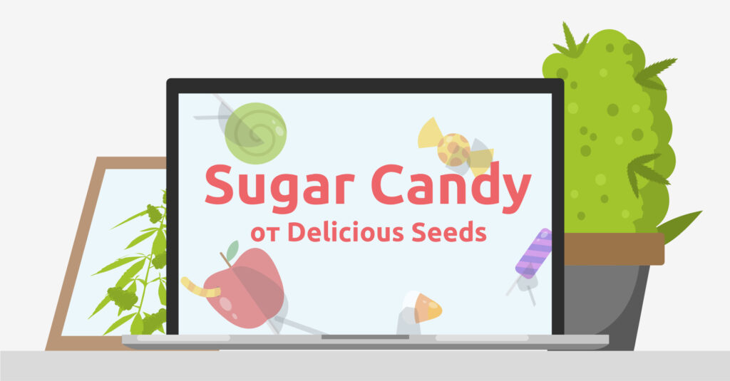 Гроурепорт сорта конопли Sugar Candy от сидбанка Delicious Seeds