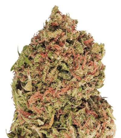Dream Machine fem (Heavyweight Seeds) семена конопли