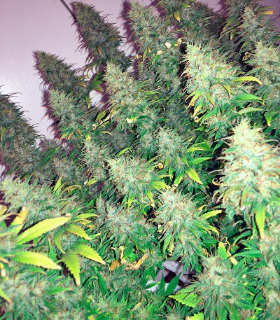 Dream Machine fem (Heavyweight Seeds) семена конопли — изображение 3