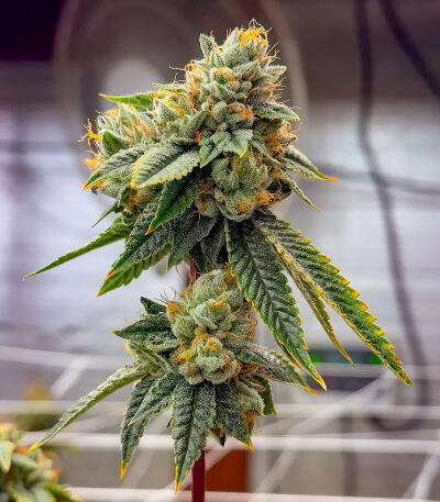 Sour Diesel x OG Kush fem (Seedkeepers) семена конопли — изображение 5