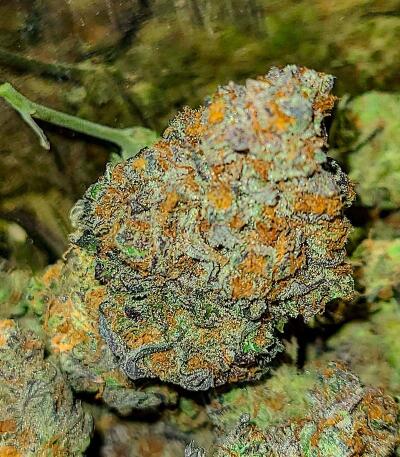 Banana Hammock RBX fem (Ethos Genetics) семена конопли — изображение 3
