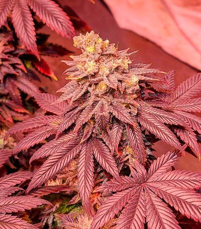Banana Hammock RBX fem (Ethos Genetics) семена конопли — изображение 5