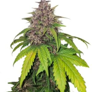 Banana Purple Punch Auto RF3 fem (FastBuds) семена конопли