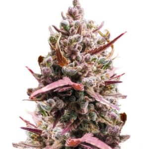 Guava Auto RF3 fem (FastBuds) семена конопли
