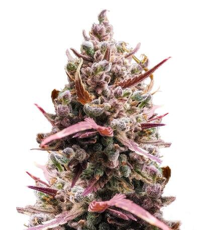 Guava Auto RF3 fem (FastBuds) семена конопли