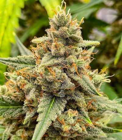 Lemon Cherry Gelato Auto R3 fem (Ethos Genetics) семена конопли — изображение 2