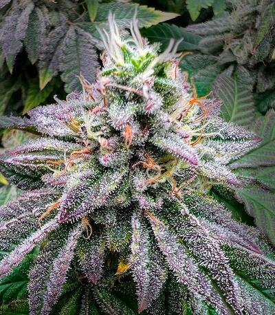 Mandarin Cookies R3 fem (Ethos Genetics) семена конопли — изображение 2