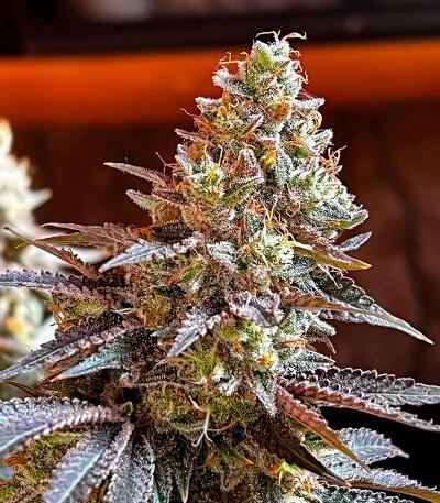 Punchberry Cookies RBX fem (Ethos Genetics) семена конопли — изображение 2